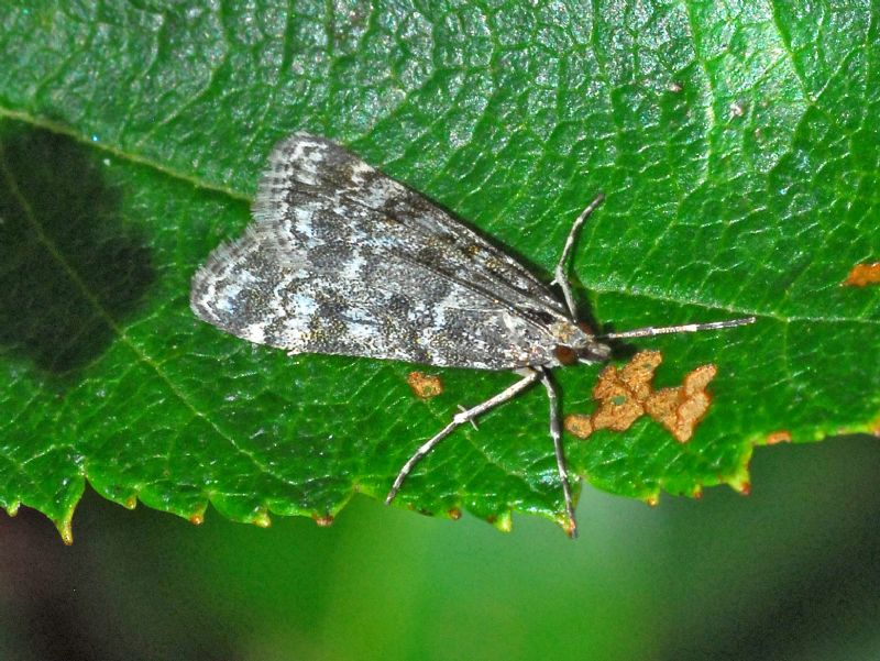 Microlepidottero grigiolino: Eudonia sp. - Crambidae